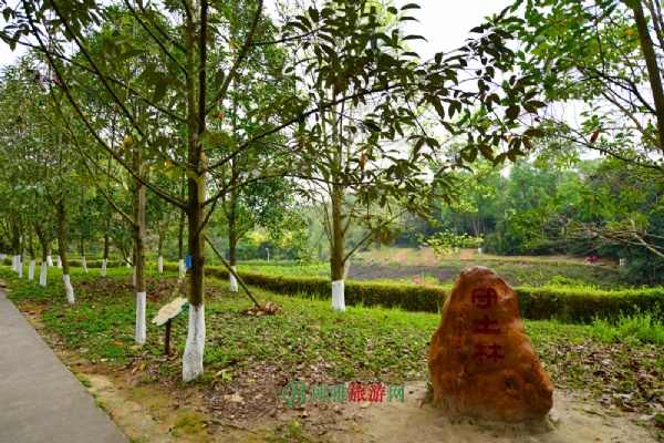 中山树木园