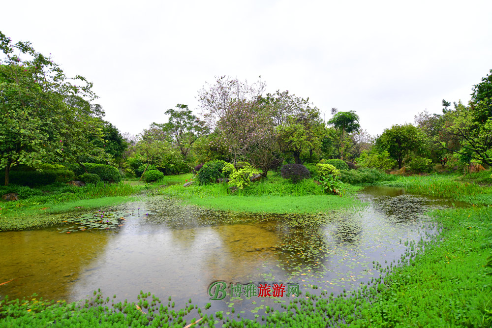 广州海珠国家湿地公园(海珠湿地公园)图片