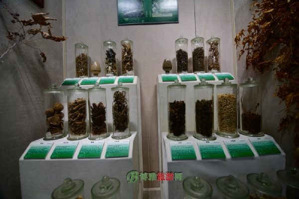 广东中医药博物馆