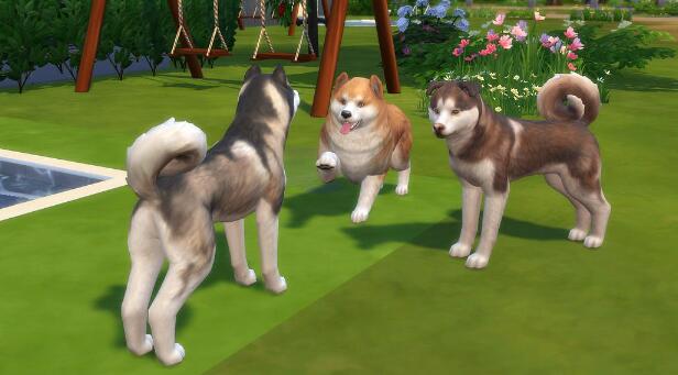 养宠物游戏大全