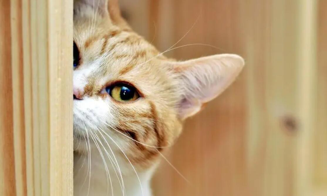 手機壁紙軟件大全