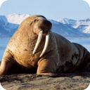 海獅模擬器最新版