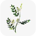 中醫(yī)植物百科