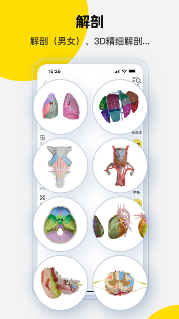 3DBody解剖（2）