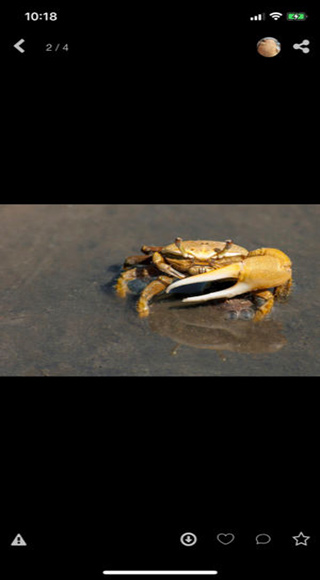 如畫看看網(wǎng)頁版（1）